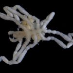 Callipallenidae