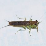 Chaeteessidae