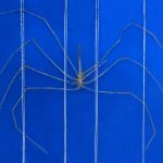 Colossendeidae