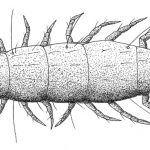 Diplopauropodidae