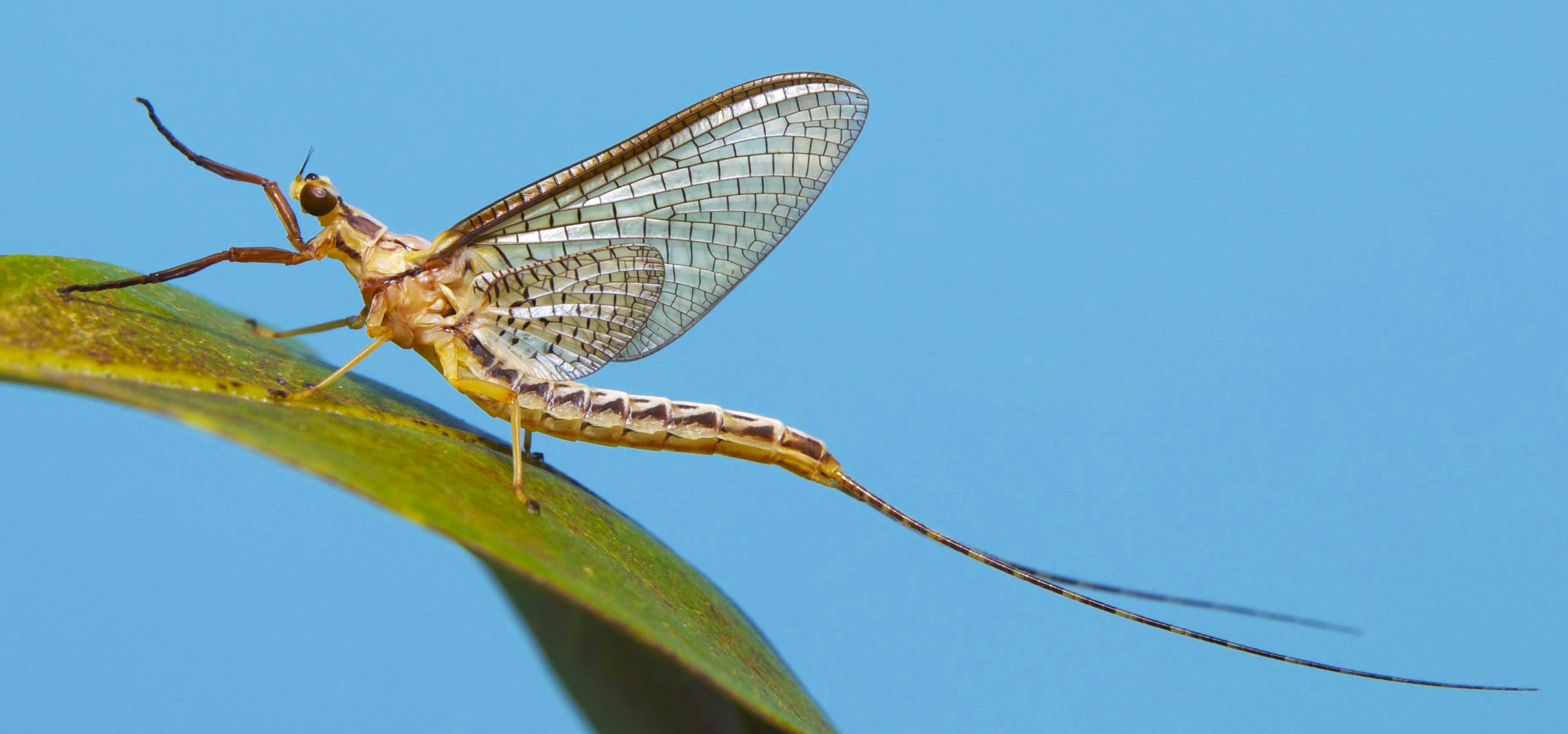 ephemeroptera, efímeras