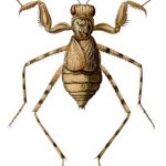 eremiafílidos , eremiaphilidae