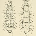 Hansenauropodidae