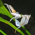 Himenopódidos , hymenopodidae