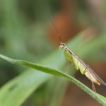 iridopterígidos, iridopterygidae