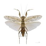 Liturgúsidos, liturgusidae
