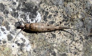 Machilidae, machílidos