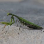 mántidos, mantidae