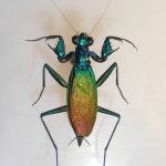metalitícidos, metallyticidae