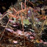 Nymphonidae