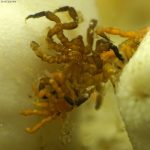 Pycnogonidae