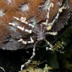 Rhynchothoracidae