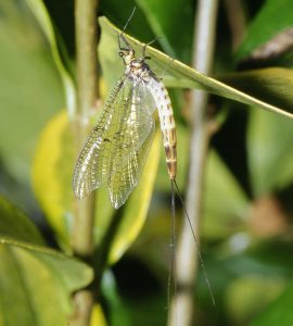 Esquistonotos, Schistonota