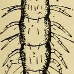 Scolopendrellopsis