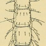 Symphylellopsis