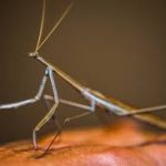 Thespidae