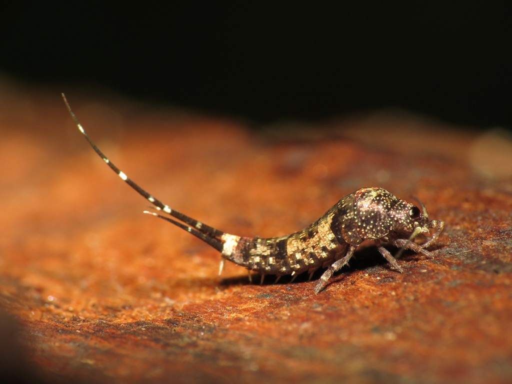 archaeognatha, pececillo de cobre