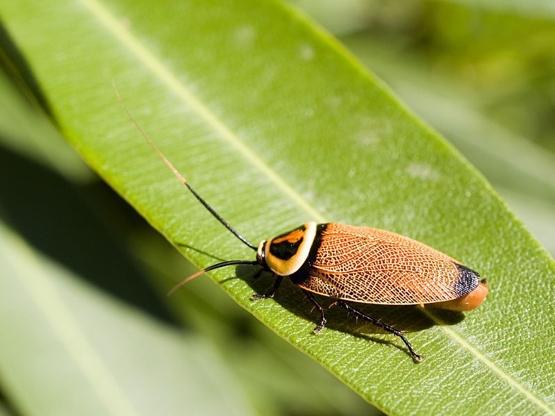 blattodea, cucarachas