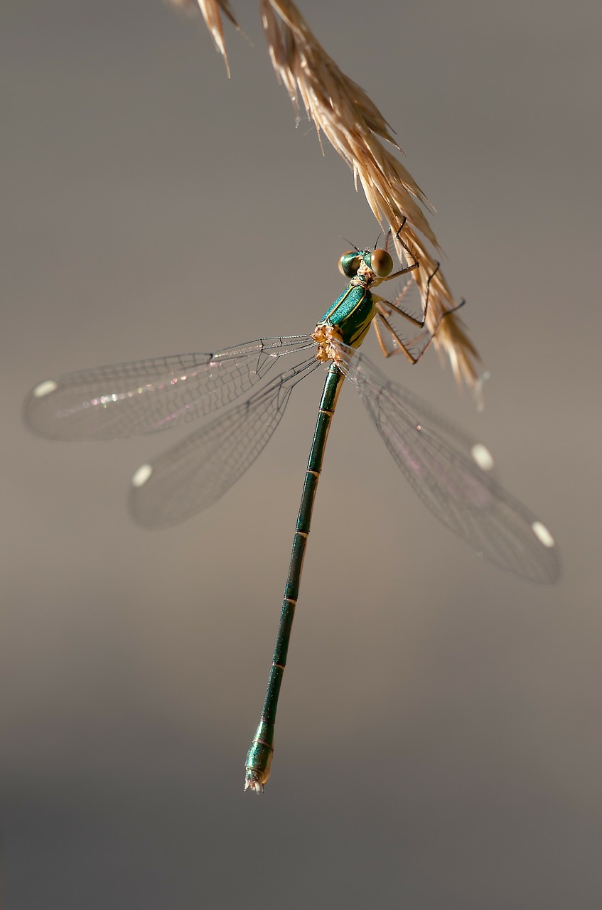 odonata, ondonatos