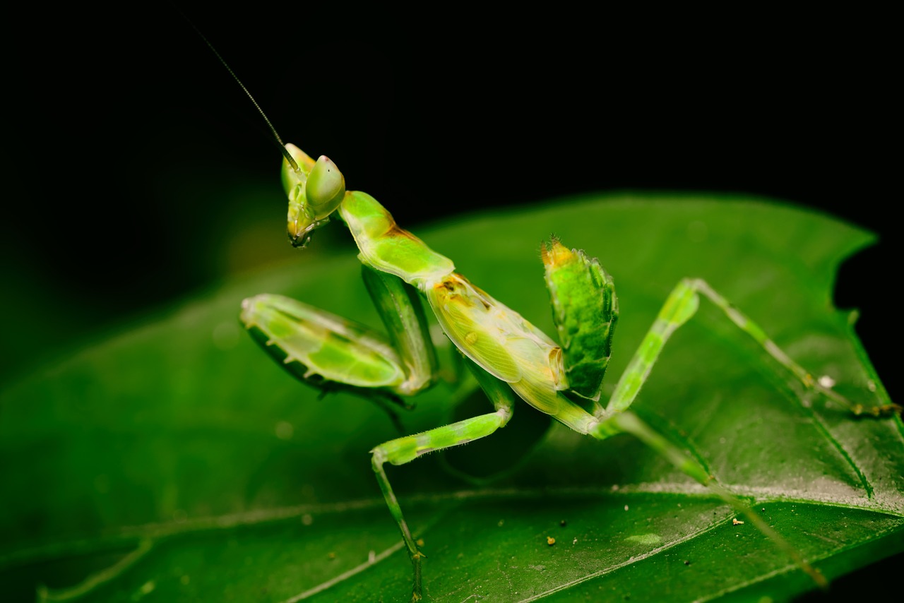 mantodea, mantis