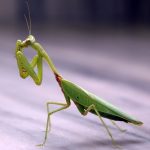 mantodea, mantodeos