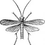 mantóididos, mantoididae