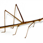 Toxodéridos, toxoderidae