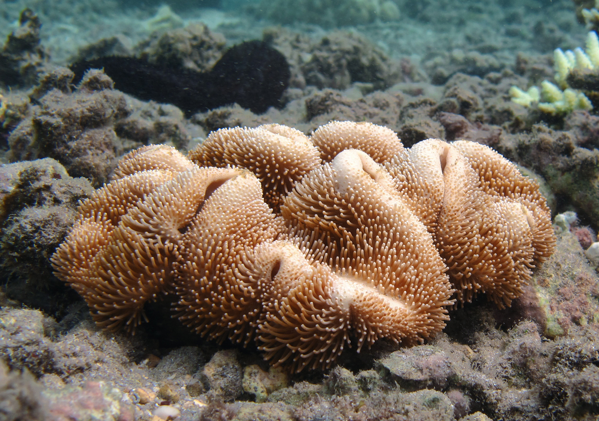 corales blandos, alcyonacea