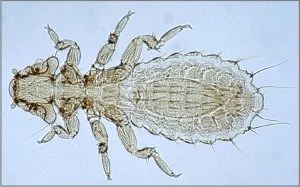 Amblycera
