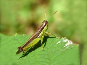 Caelifera, Caelíferos, celíferos