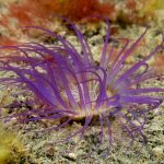 spirularia, cerianthidae, anémona de mar, hexacorales