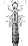 Dermapteridae