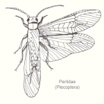 Diamphipnoidae