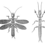 Embiidae