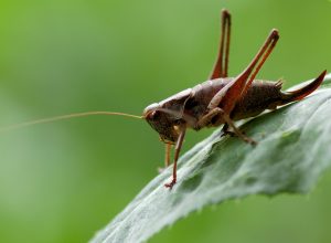 ensíferos, ensifera