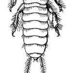 Hemimeridae