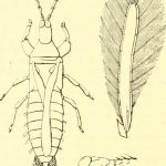 Hemithripidae