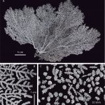 gorgonias marinas, holaxonia, alcyonacea, corales blandos, alcionáceos