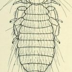 Jezzinothripidae