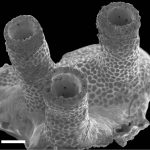 helioporacea, lithotelestidae, nanipora