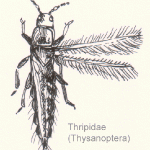 Merothripidae
