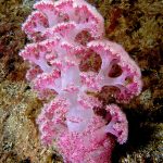 alcyoniina, corales blandos, alcyonacea, alciónidos