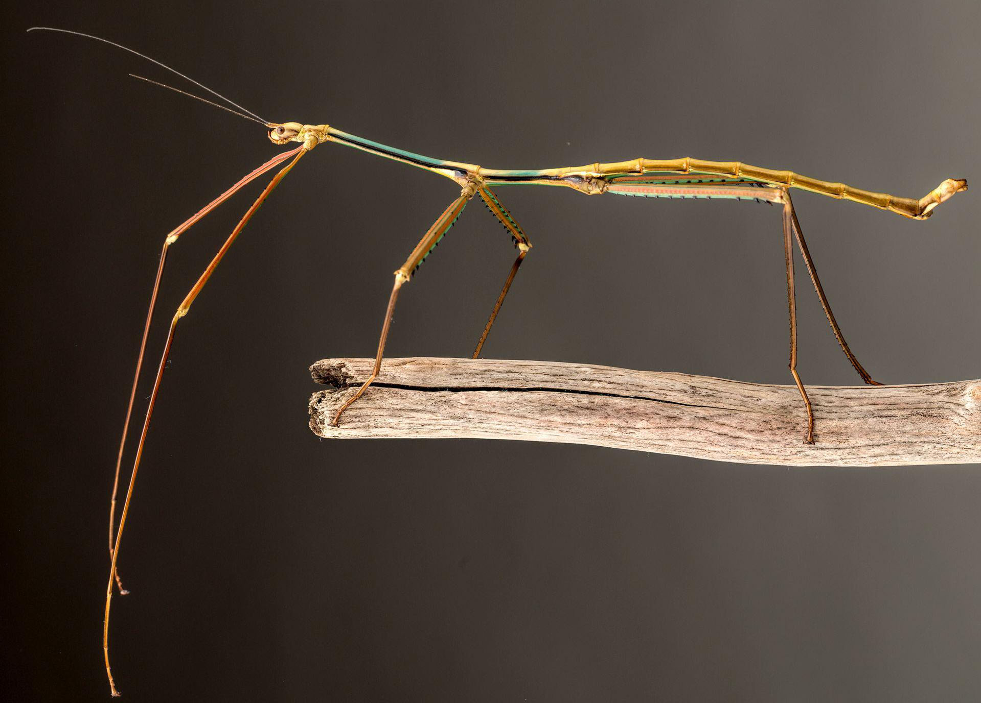 phasmatodea, fásmidos