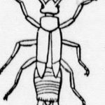 Protodiplatyidae