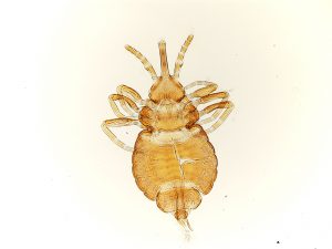 Rhynchophthirina