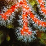 scleraxonia, corales blandos, gorgonias marinas, alcyonacea, alciónidos