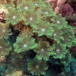 stolonifera, corales blandos, alcyonacea, alciónidos