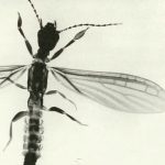 Teratembiidae