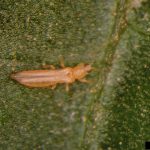 Thripidae