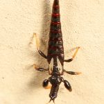 Triassothripidae